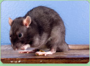 rat control Redcar